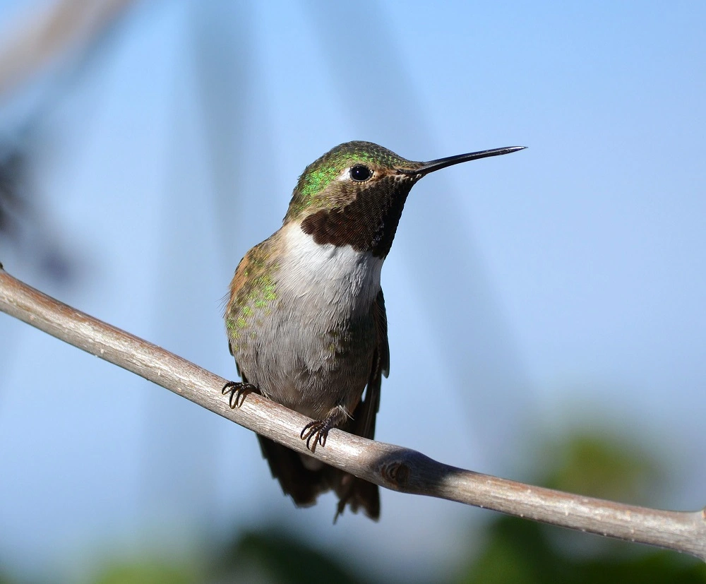 A picture of a hummingbird on a branch